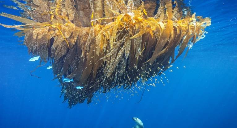 pacific ocean animals