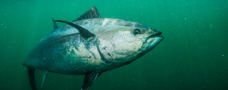 pacific tuna