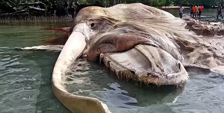 unknown sea creatures