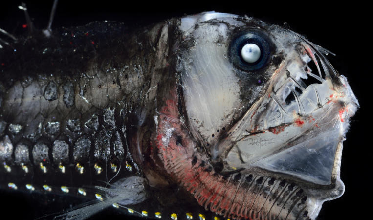 deep sea creatures