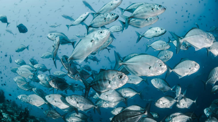marine conservation