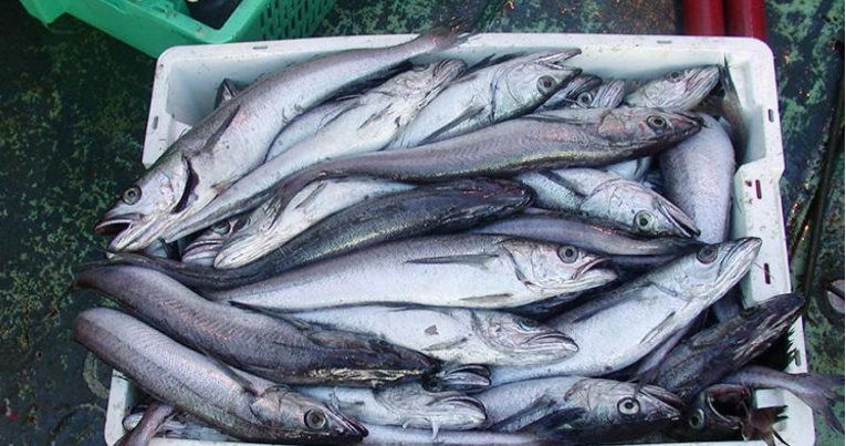 pacific fish