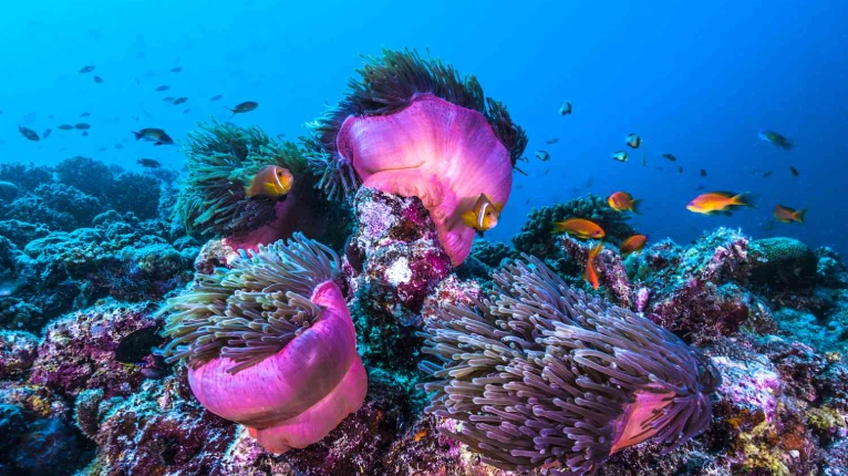 ocean flowers