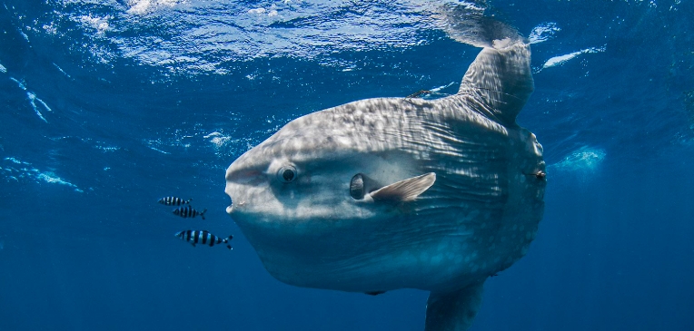 biggest fish in the ocean