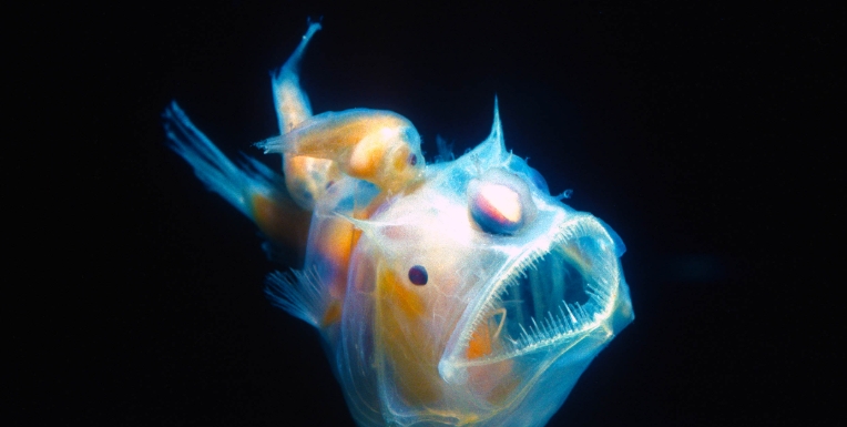 deep ocean fish
