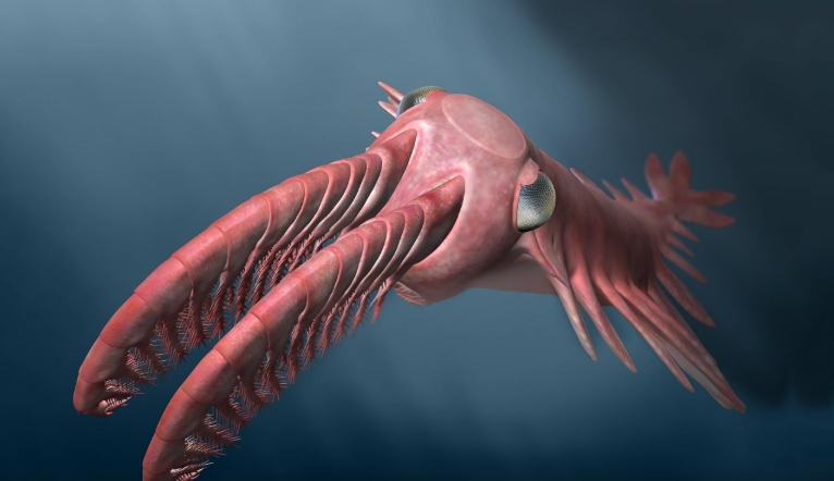deep sea animals