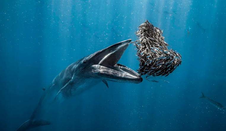 ocean life
