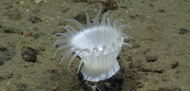 the deep sea website