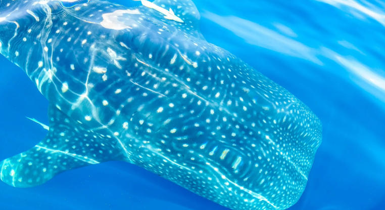 ocean animals