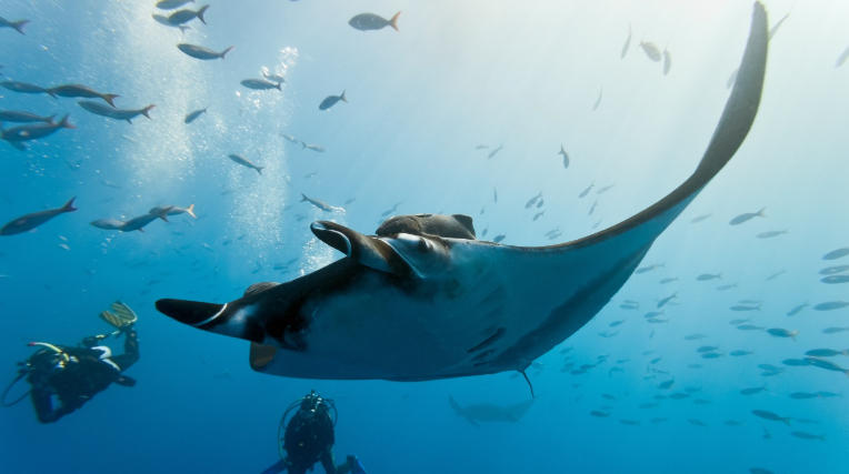 marine life