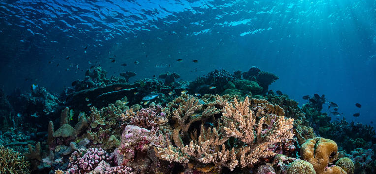 ocean acidification