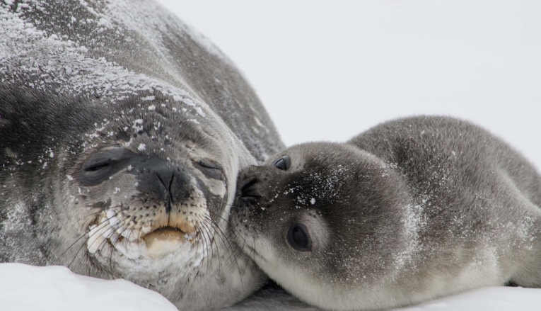 ocean mammals