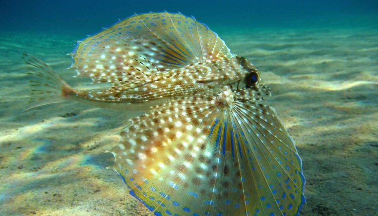 beautiful sea creatures