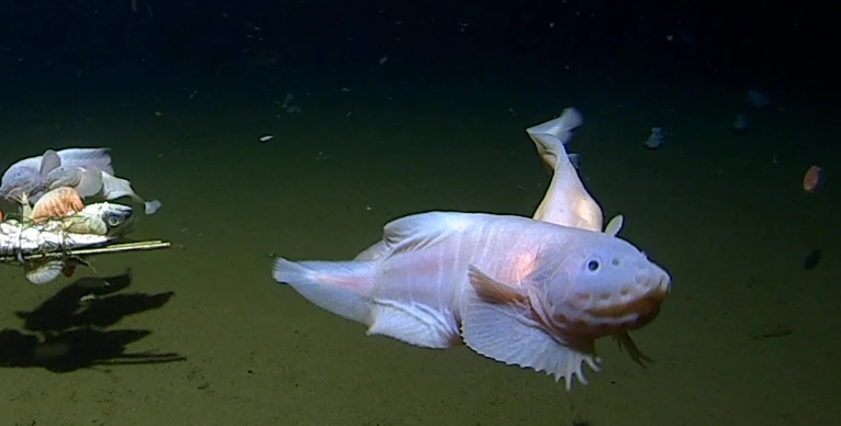largest and deepest ocean