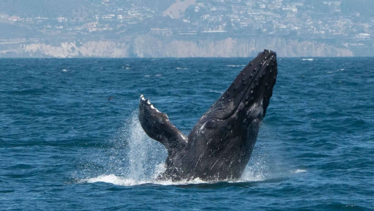 big ocean in the world