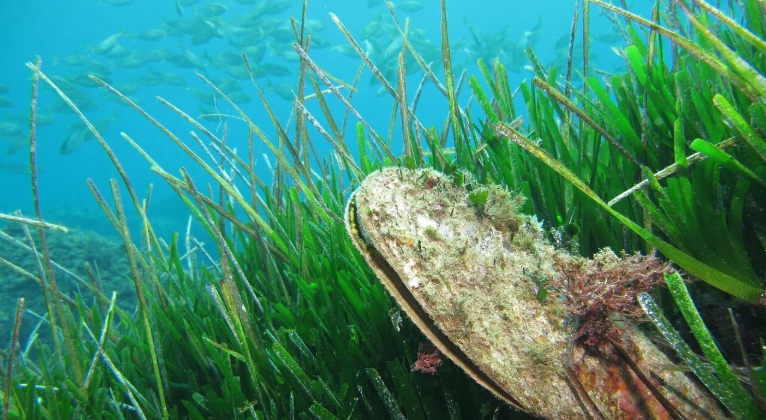ocean biodiversity