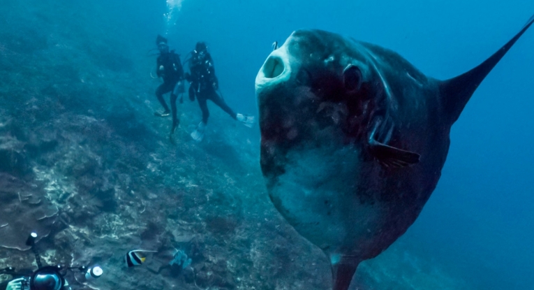 google ocean