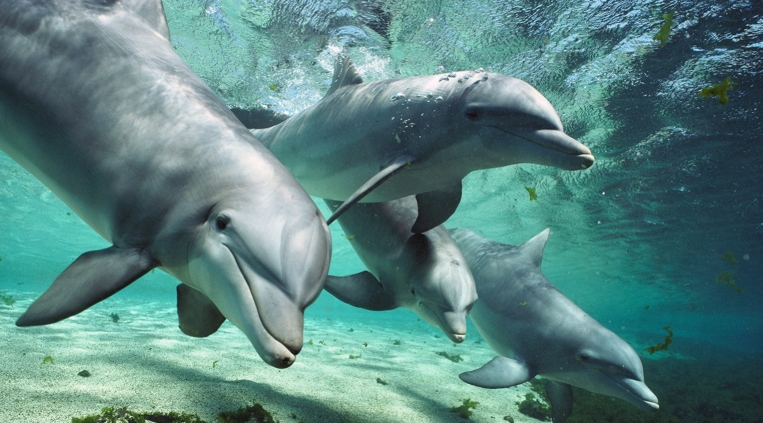 world oceans