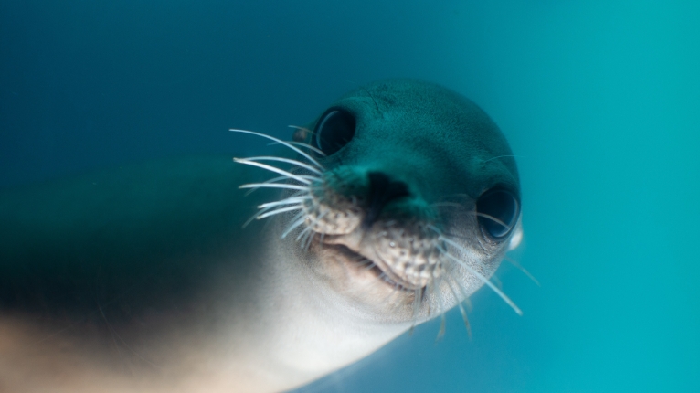 ocean health