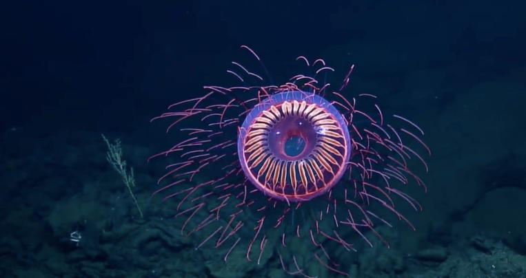 deep ocean creatures