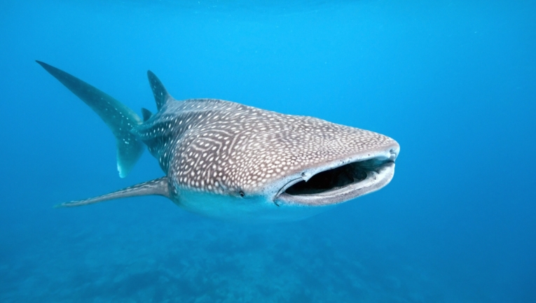biggest deep sea creatures