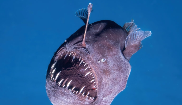 strange sea creatures