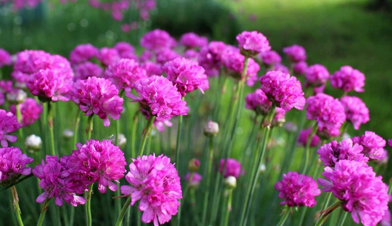 sea flowers