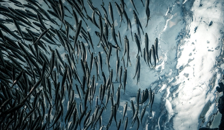ocean food web