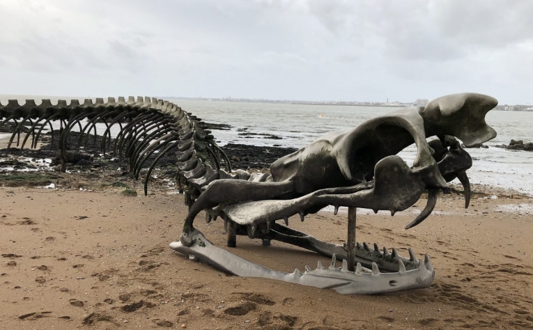 serpent d océan