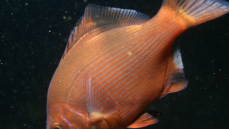 pacific ocean perch