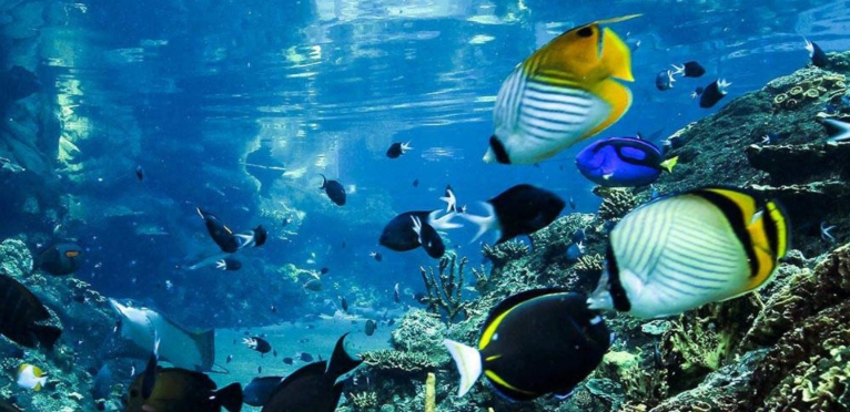 tropical ocean
