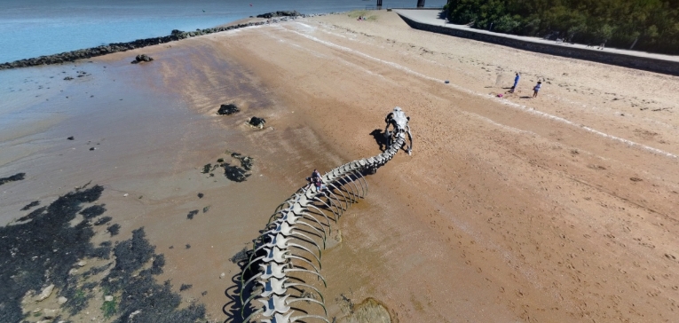 serpent d ocean
