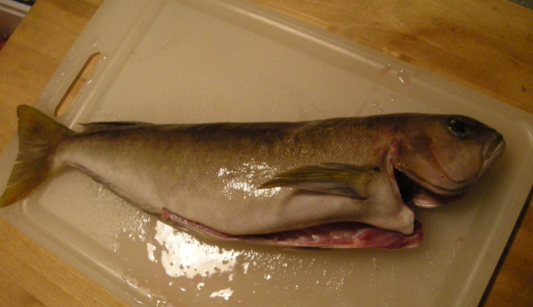 ocean whitefish