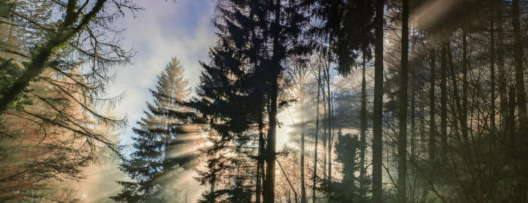 Understanding Norway’s Forests