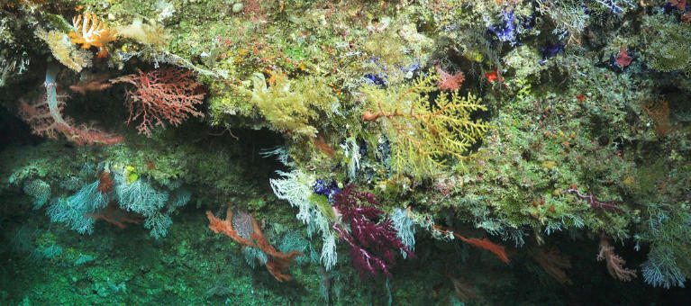 How Coral Formations Tell Australia’s Marine Story