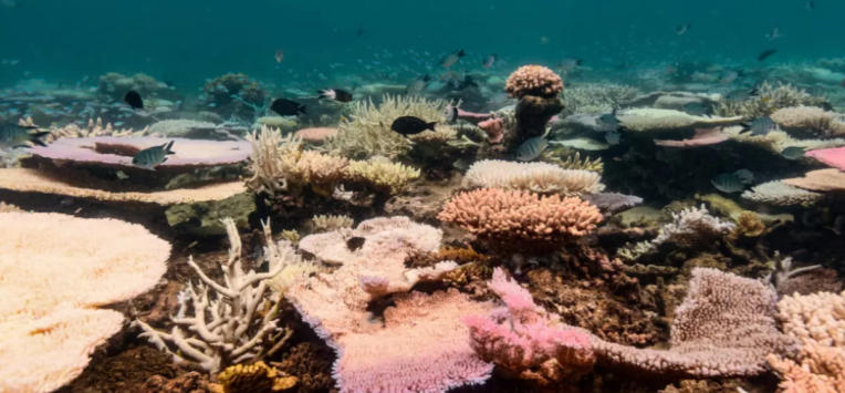 How Coral Fossils Tell Australia’s Marine Story