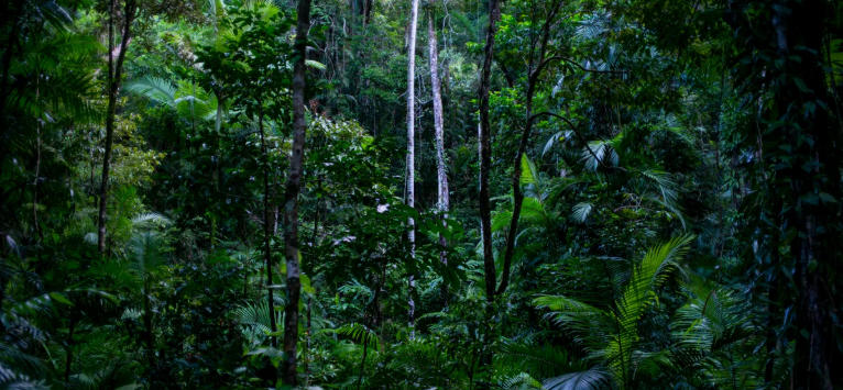 The Fossilized Forests of Queensland