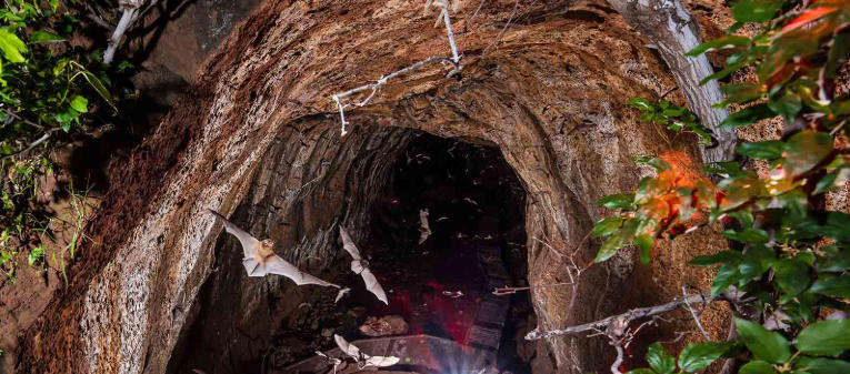 The Lava Tubes of Undara: Australia’s Volcanic Past