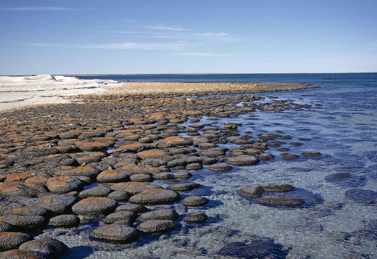 The Unique Geology of Shark Bay and Its Stromatolites