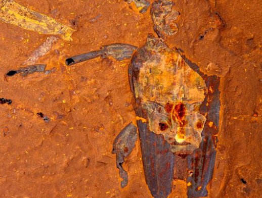 Australia’s Fossil Sites and What They Reveal
