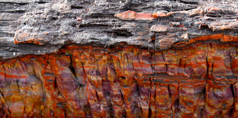 The Fossilized Forests of Arizona