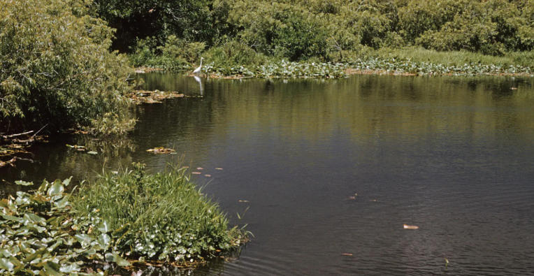 Understanding the Formation of the Everglades