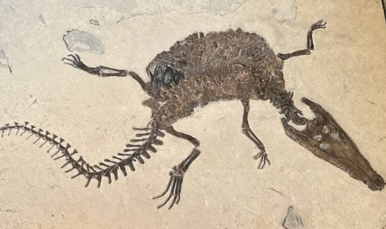 The Fossil Beds of Wyoming’s Green River Formation