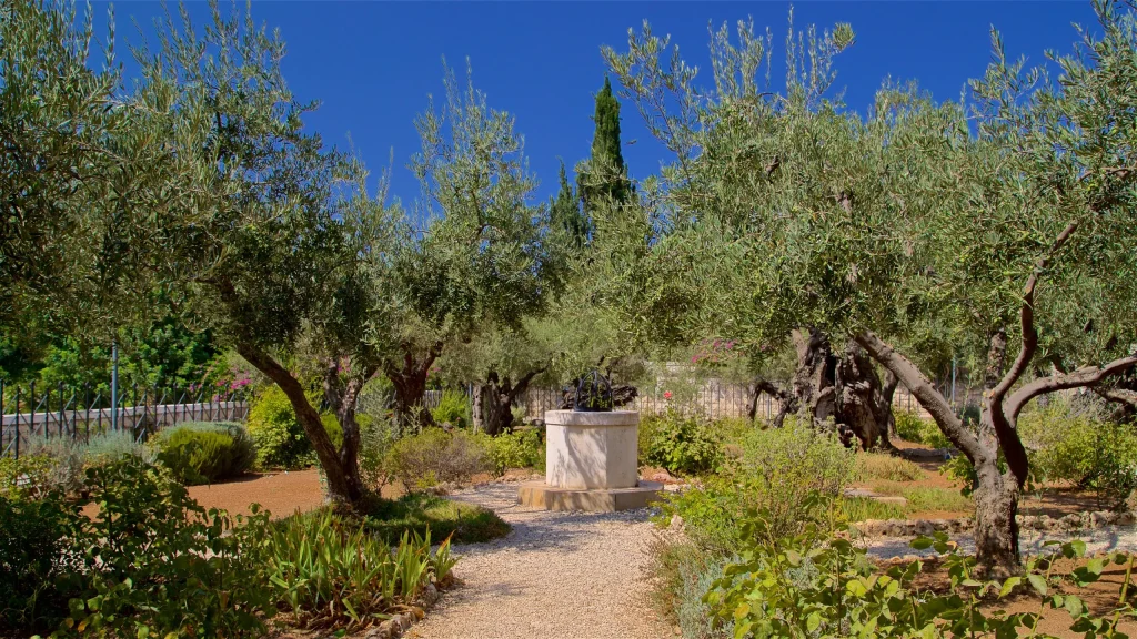 A garden with ancient olive trees under a clear blue sky