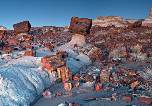 Petrified Forest National Park’s Fossilized Trees