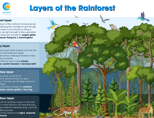Amazon canopy layers and rainforest structure explanation