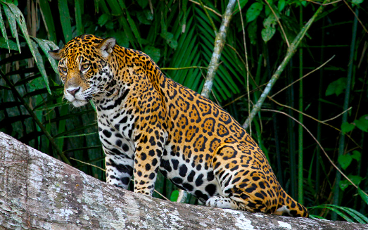 Amazon wildlife rare species discovery and survival strategies