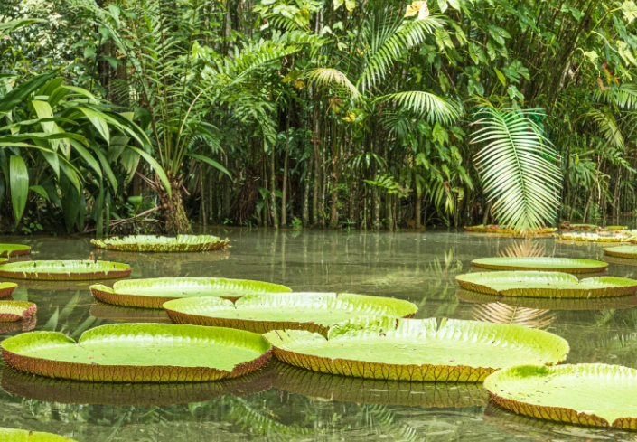 Amazon Rainforest biodiversity hotspots and ecosystem secrets