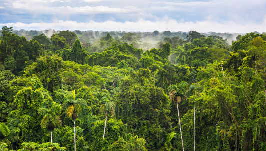 Amazon basin carbon storage and global climate role