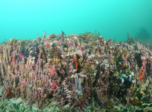 Brazil Atlantic coastline coral reefs and marine biodiversity